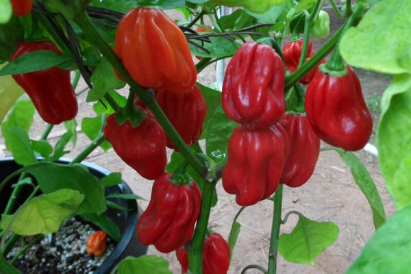 Capsaicin, senyawa ajaib yang membuat cabe terasa pedas, baru saja terungkap sebagai pembunuh sejati sel-sel kanker prostat yang mematikan!